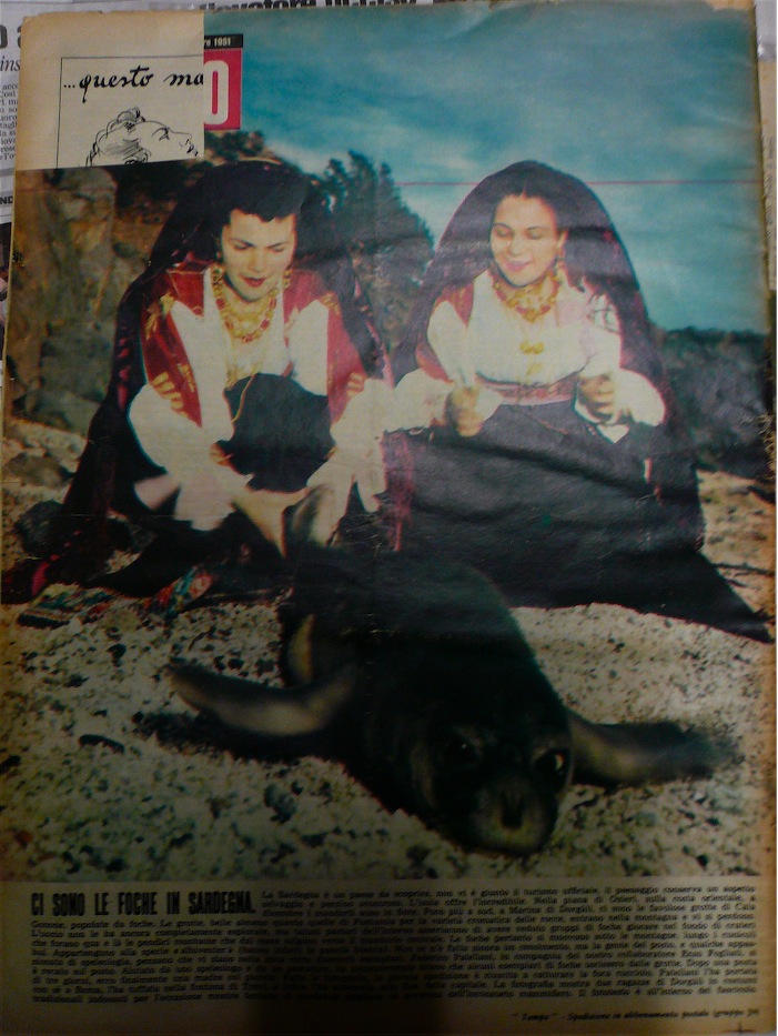 Ci sono le foche in Sardegna.